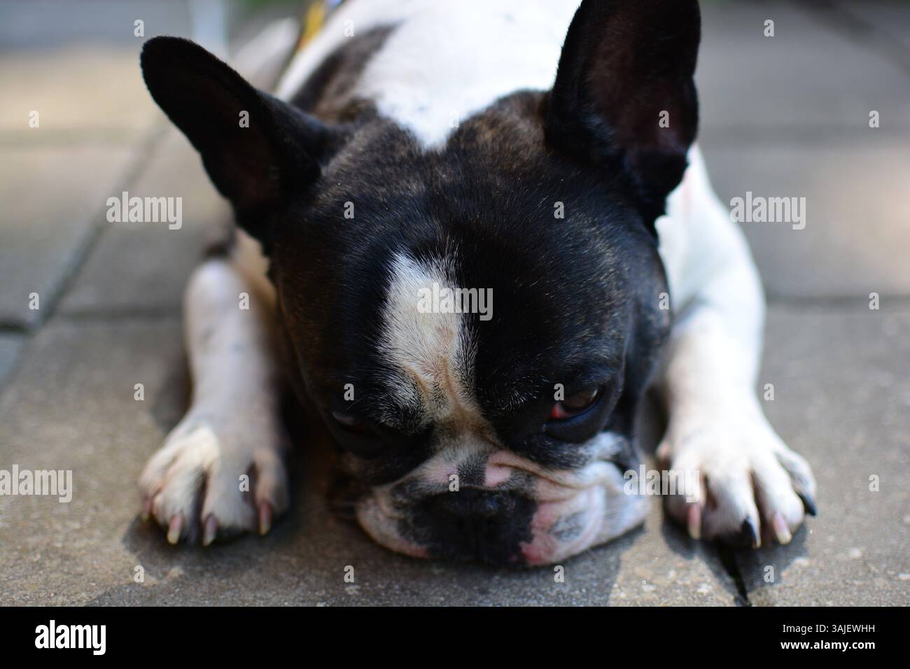 Sadly looking black and white colour french bulldog is lying on a ground close up head view. Frenchie puts his nose on ground. Stock Photo