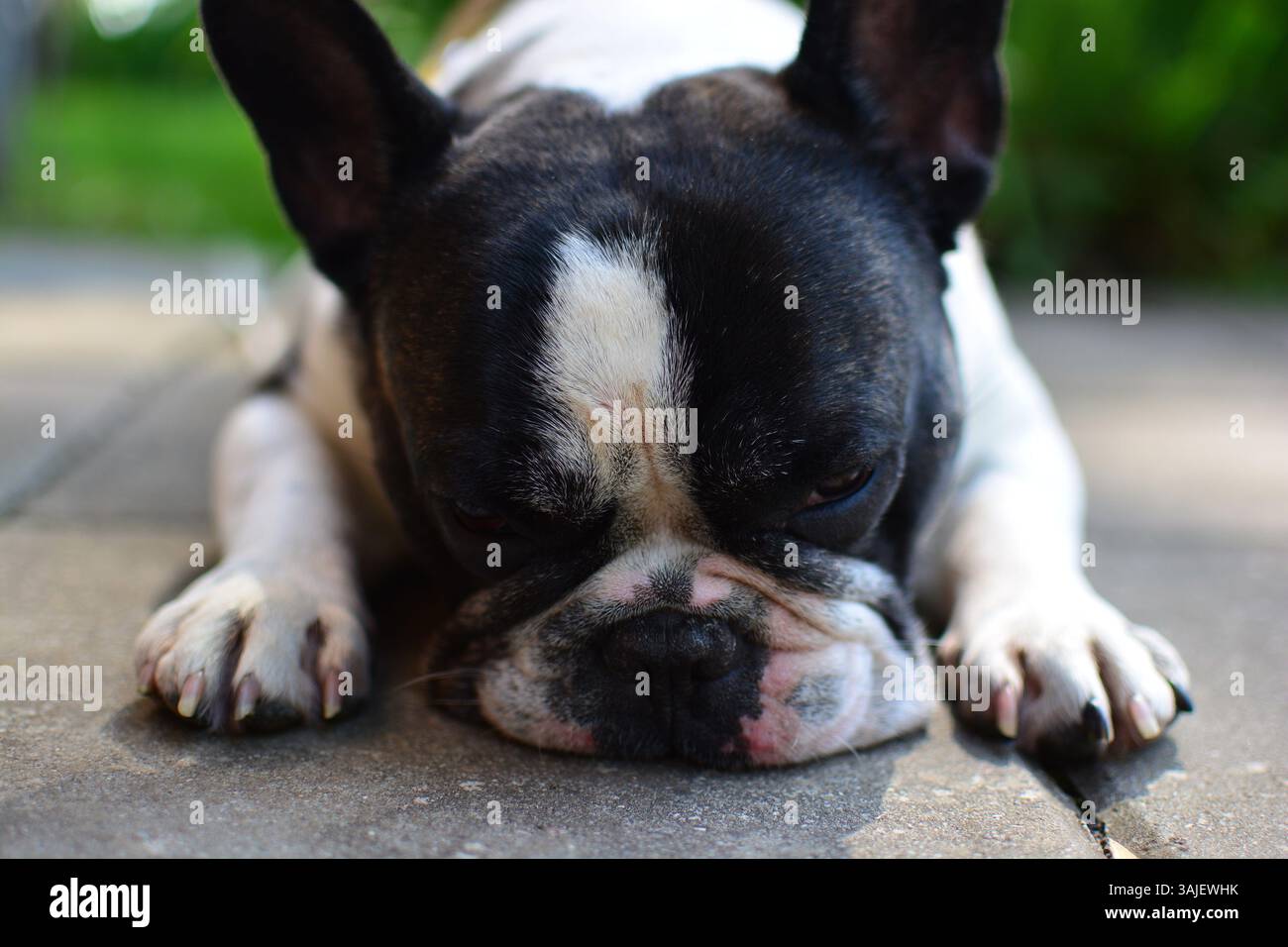 Sadly looking black and white colour french bulldog is lying on a ground close up head view. Frenchie puts his nose on ground. Stock Photo