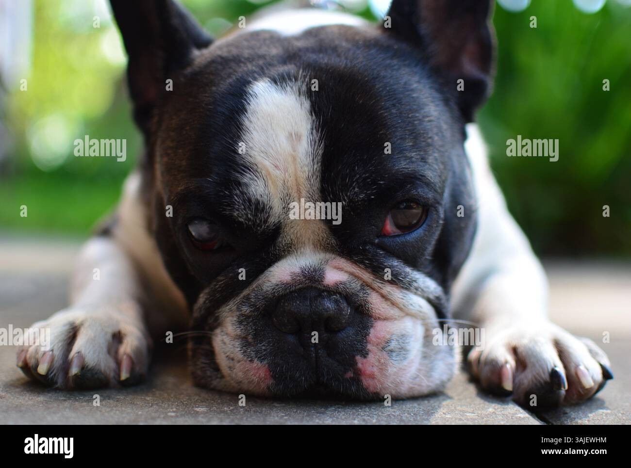 Sadly looking black and white colour french bulldog is lying on a ground close up head view. Frenchie puts his nose on ground. Stock Photo