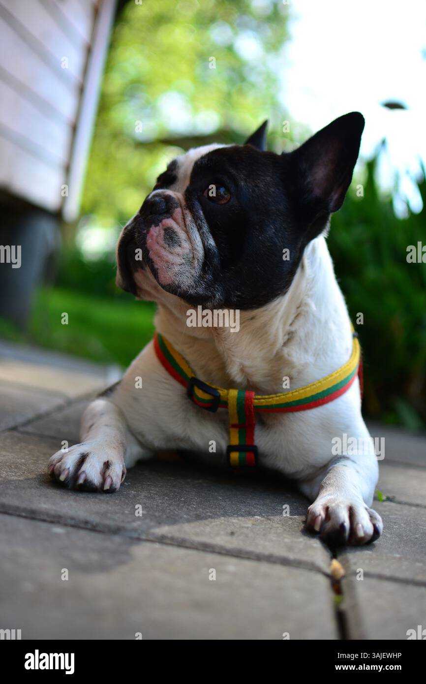 Cute black and white colour french bulldog is lying on a ground in countryside. Stock Photo