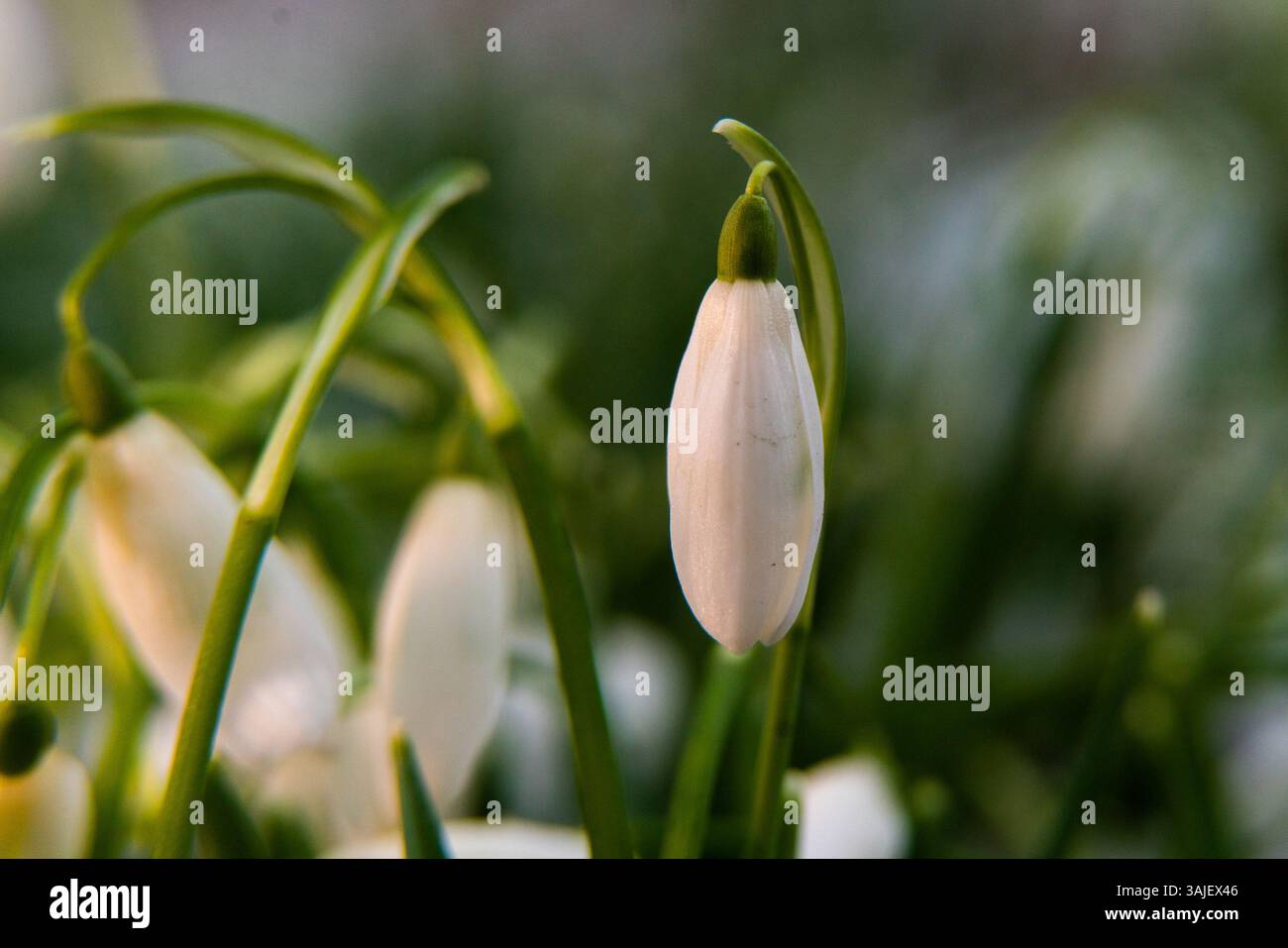 Single snowdrop in warm low sunlight Stock Photo