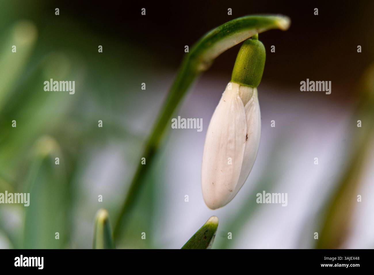 Single snowdrop in warm low sunlight Stock Photo
