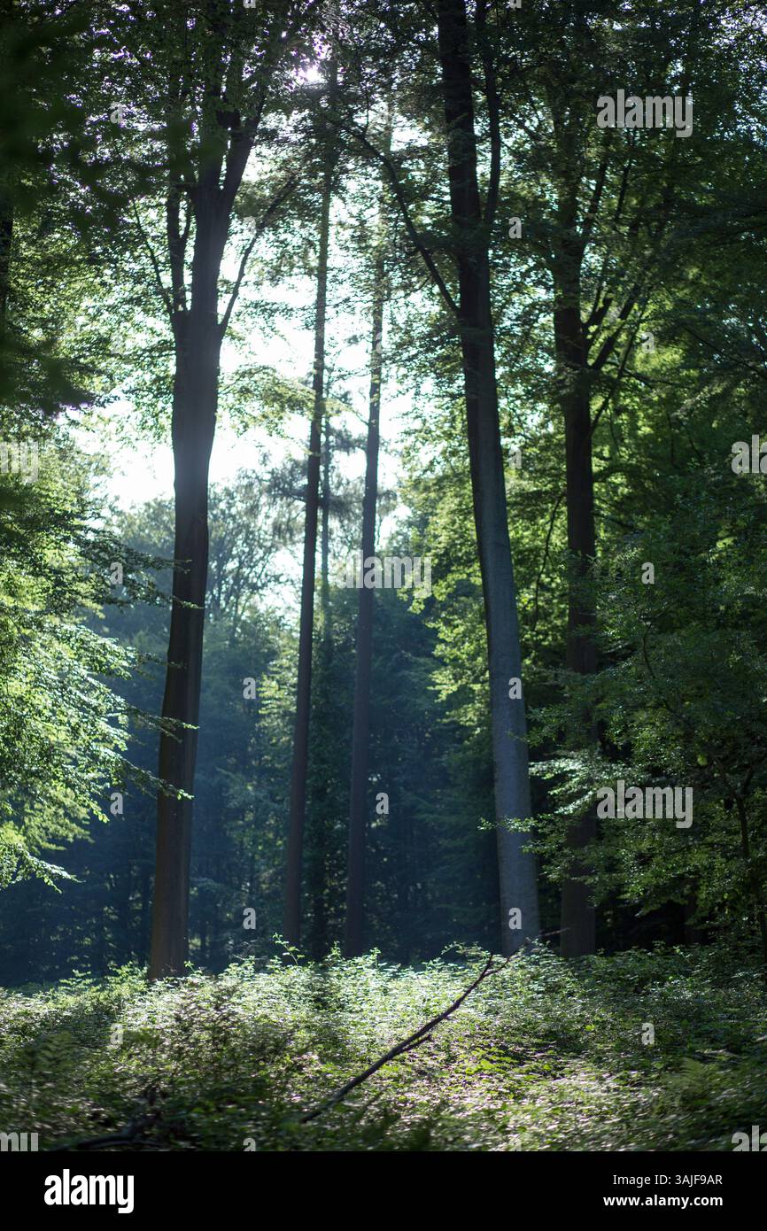 Sunlight filters through tall trees in a lush, green forest Stock Photo ...