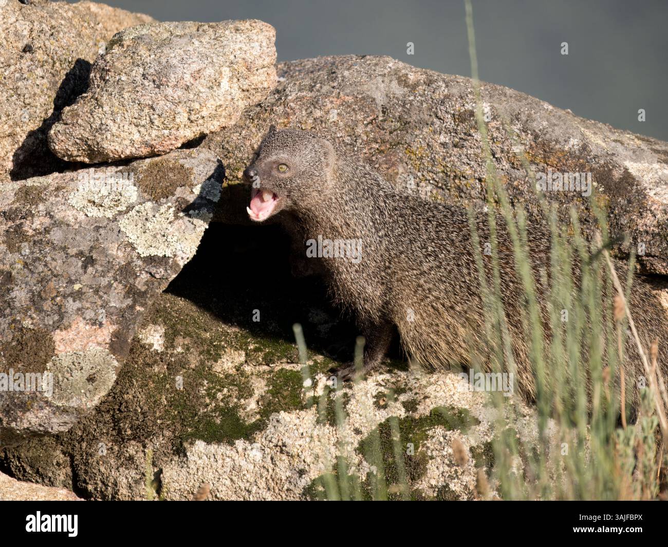 Egyptian mongoose (Herpestes ichneumon) walking on rocks in mountain, Calera near Talavera de la Reina, Spain Stock Photo