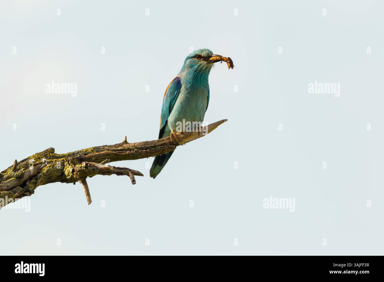 European roller (Coracias garrulus) adult perched on a broken branch with a large insect in its beak, set against a pale background - Stock Image