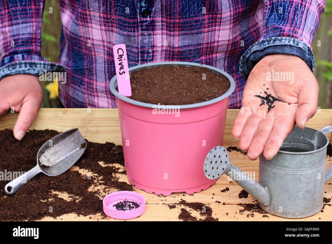 Sowing chives. Male gardener sowing tiny, delicate chive seeds into a pot in spring. UK Stock Photo