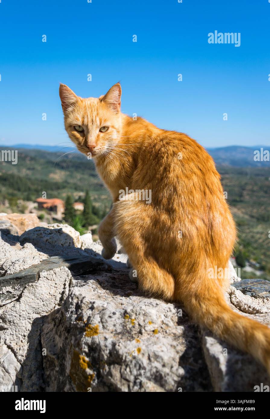 Orange cat sitting on the fortification wall looking at the camera in Mystras medieval town, Peloponnese, Greece Stock Photo