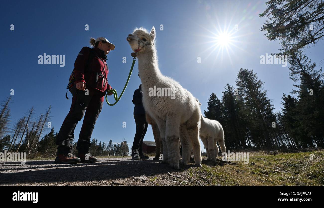 Masserberg Germany 11th Apr 2025 Simone Stoy Owner Of Alpaka masserberg-germany-11th-apr-2025-simone-stoy-owner-of-alpaka