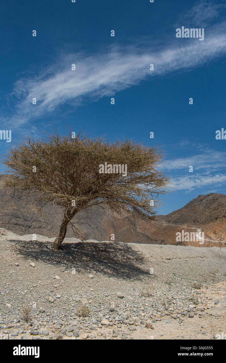 Arabian desert hi-res stock photography and images - Alamy