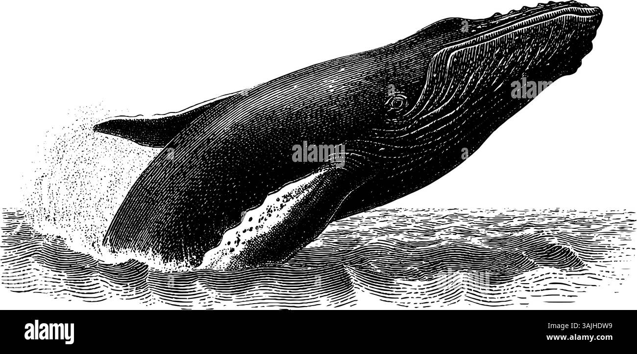 Engraved illustration of a breaching whale in black and white for ...