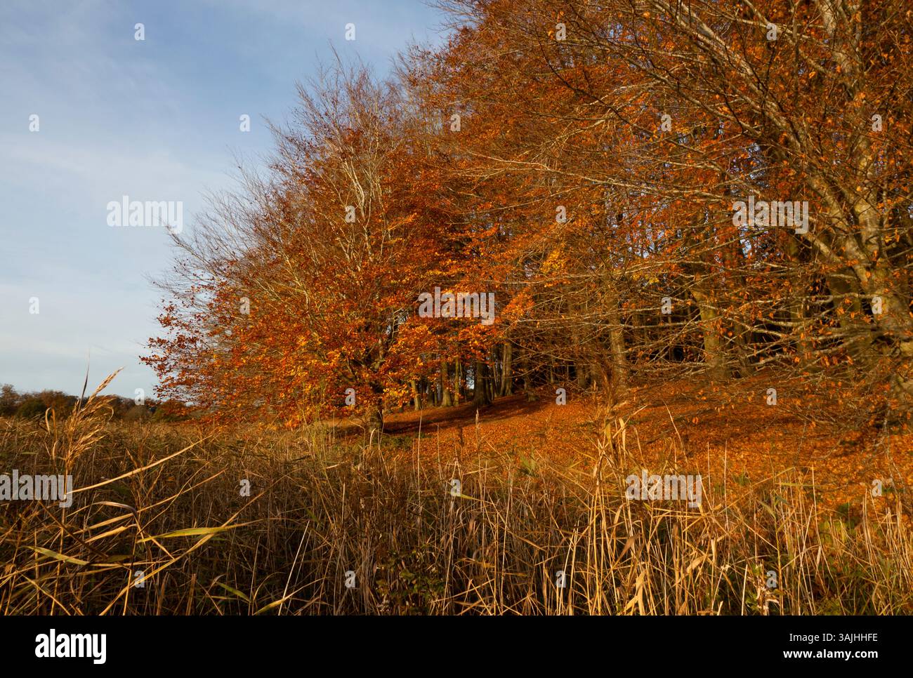 Trees in Autumn colours Stock Photo - Alamy