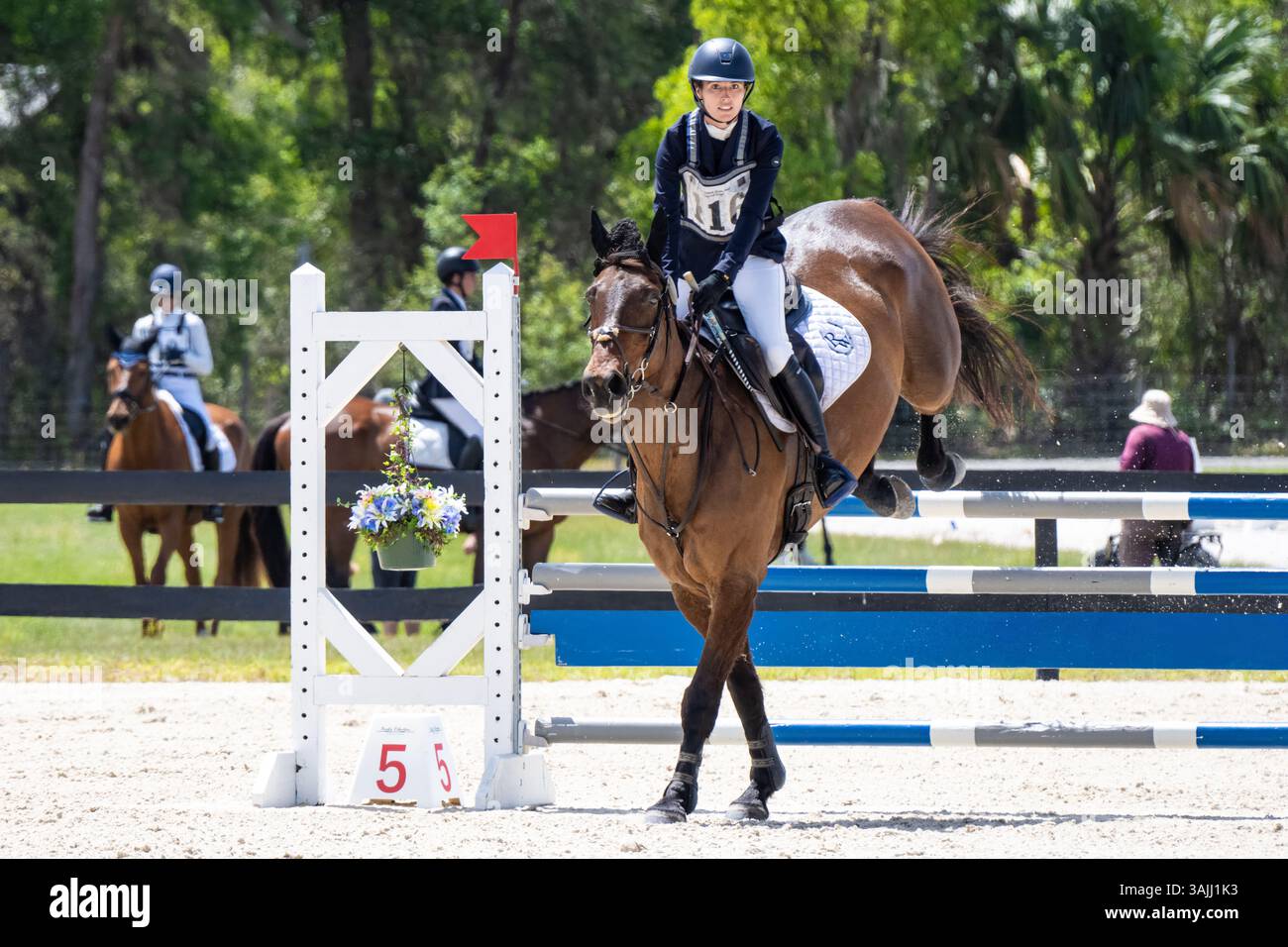 Maxine Preston with her horse jumping a fence at the Rocking Horse Spring Horse Trials at Rocking Horse Stables in Alatoona, Florida. (USA) Stock Photo