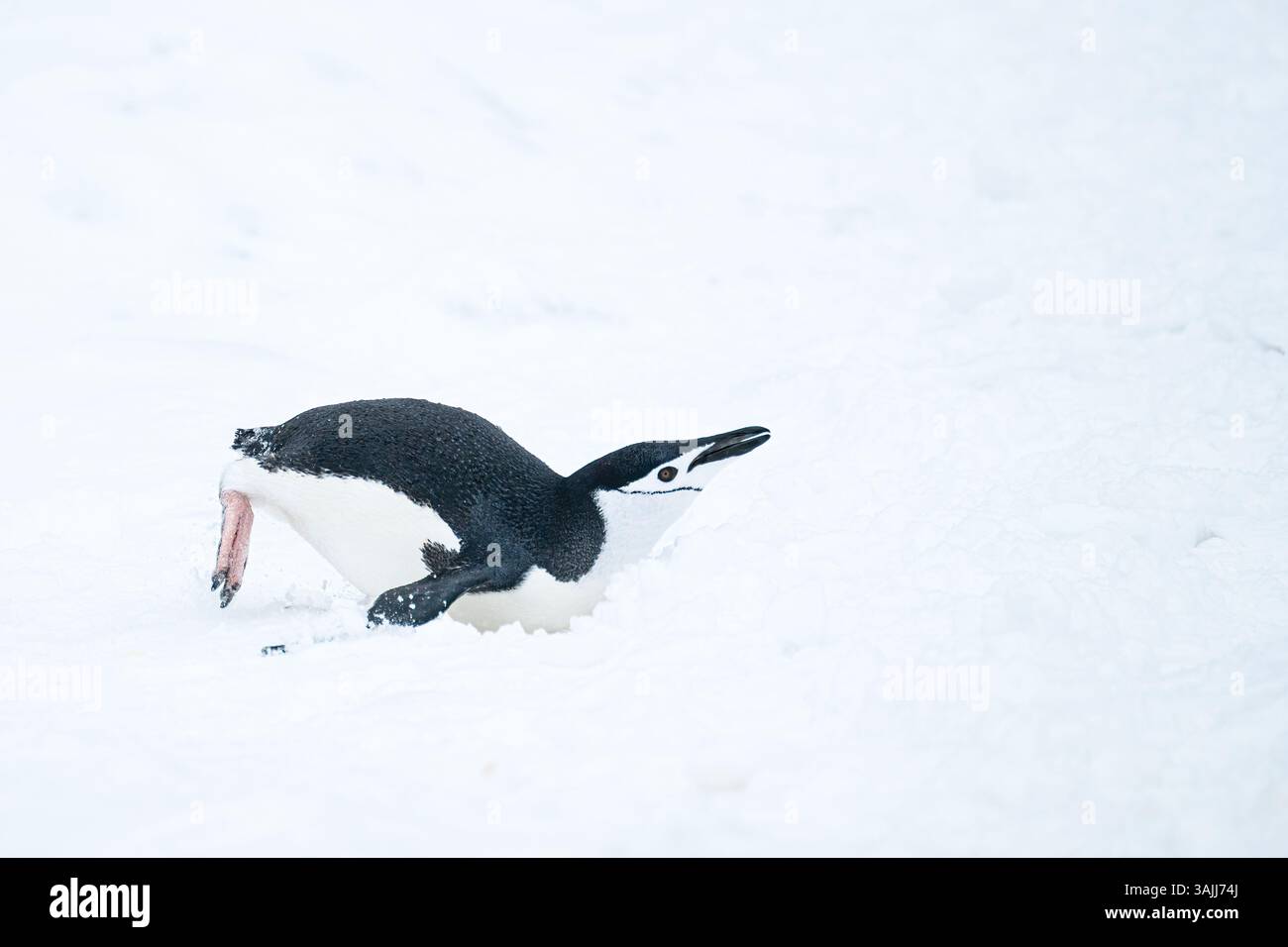A chinstrap penguin (Pygoscelis antarcticus) tobagganing (sliding on its belly, propelled by its flippers/wings and feet) in the snow in Antarctica. Stock Photo