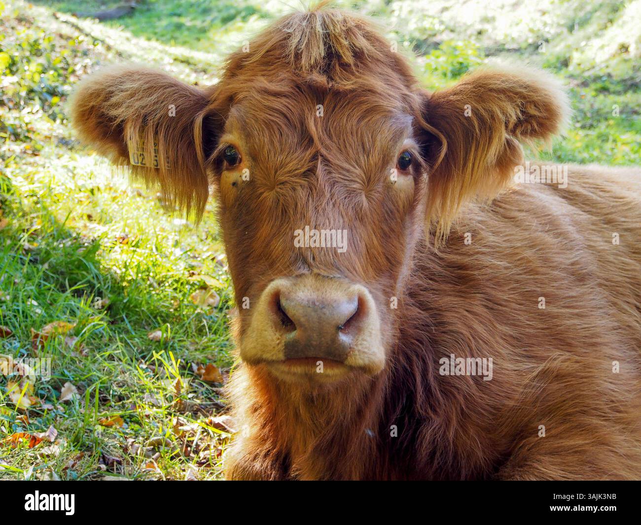 Bild Rind Landwirtschaft, Bauernhof 11.04.2025, LINZ, AUT, Landwirtschaft ...