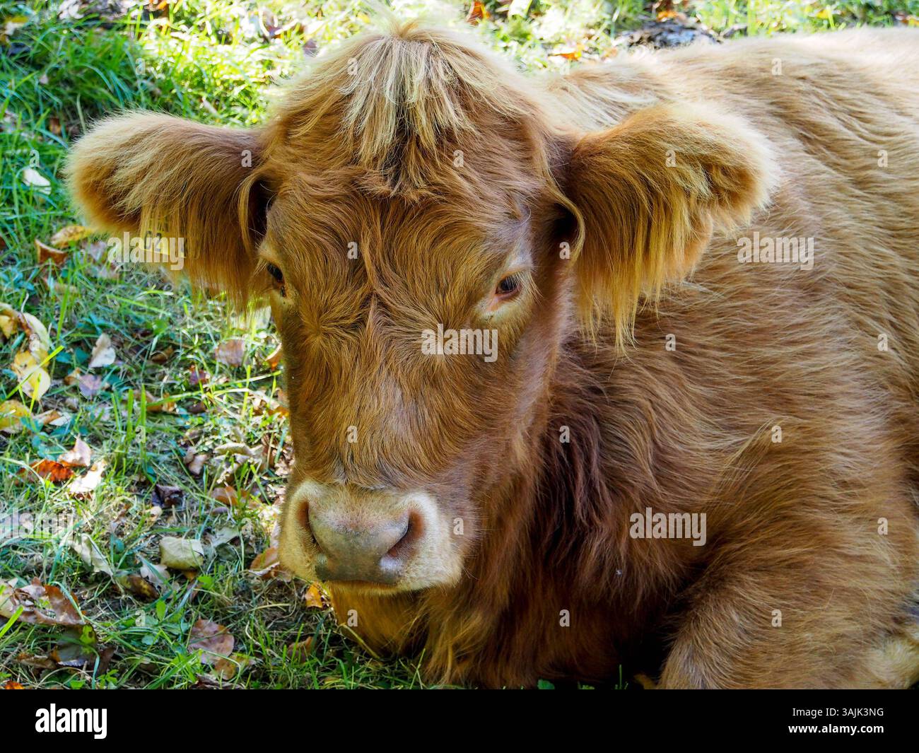 Landwirtschaft, Bauernhof 11.04.2025, LINZ, AUT, Landwirtschaft ...
