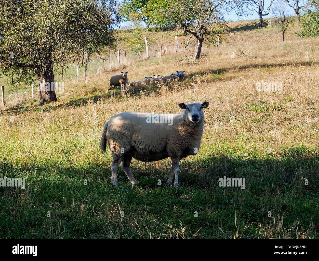 Landwirtschaft, Bauernhof 11.04.2025, LINZ, AUT, Landwirtschaft ...