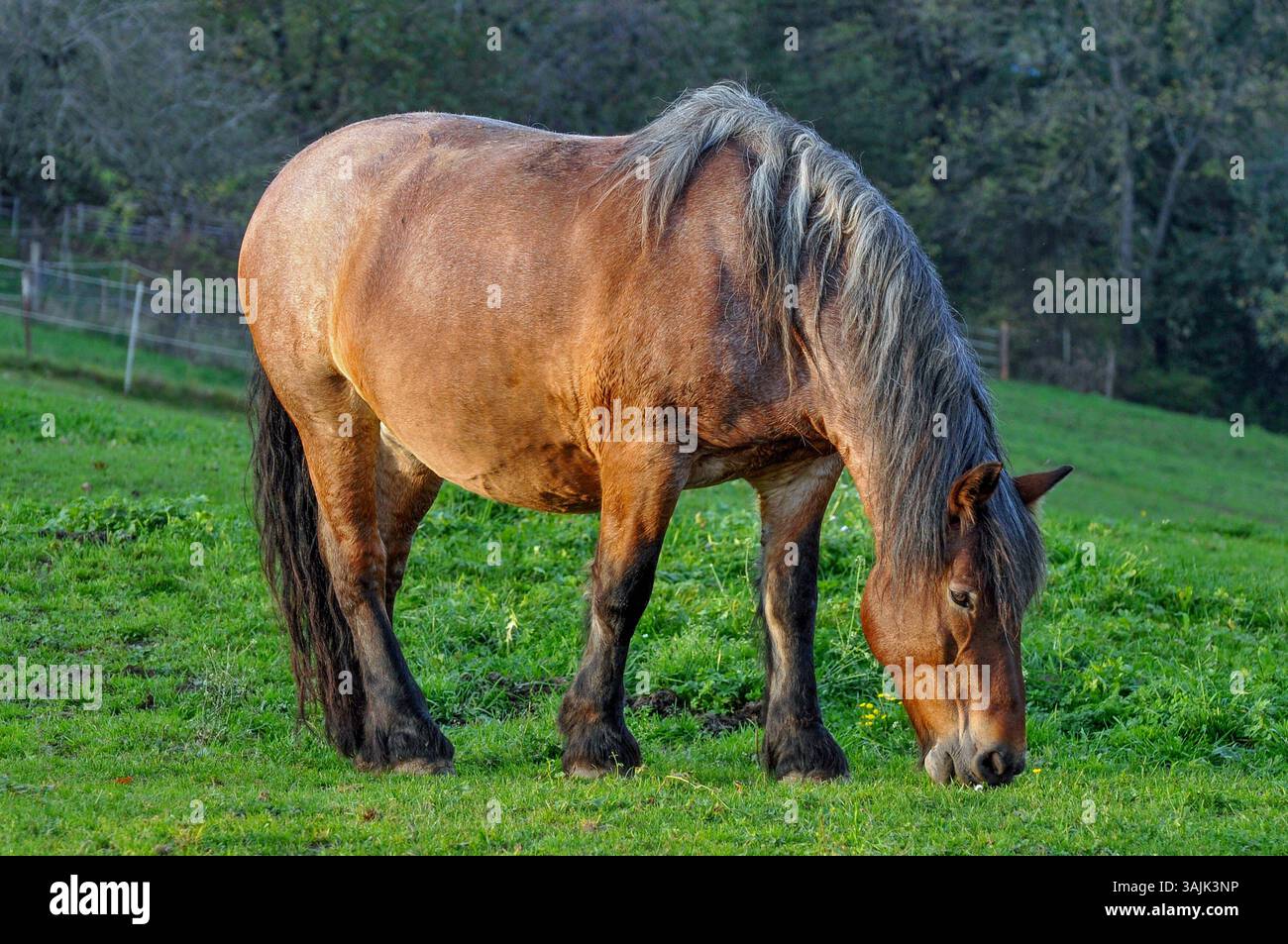 Landwirtschaft, Bauernhof 11.04.2025, LINZ, AUT, Landwirtschaft ...