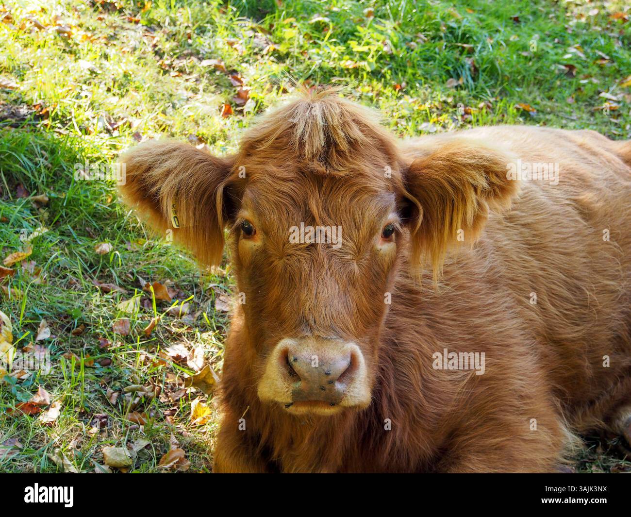 Bild Rind Landwirtschaft, Bauernhof 11.04.2025, LINZ, AUT, Landwirtschaft ...
