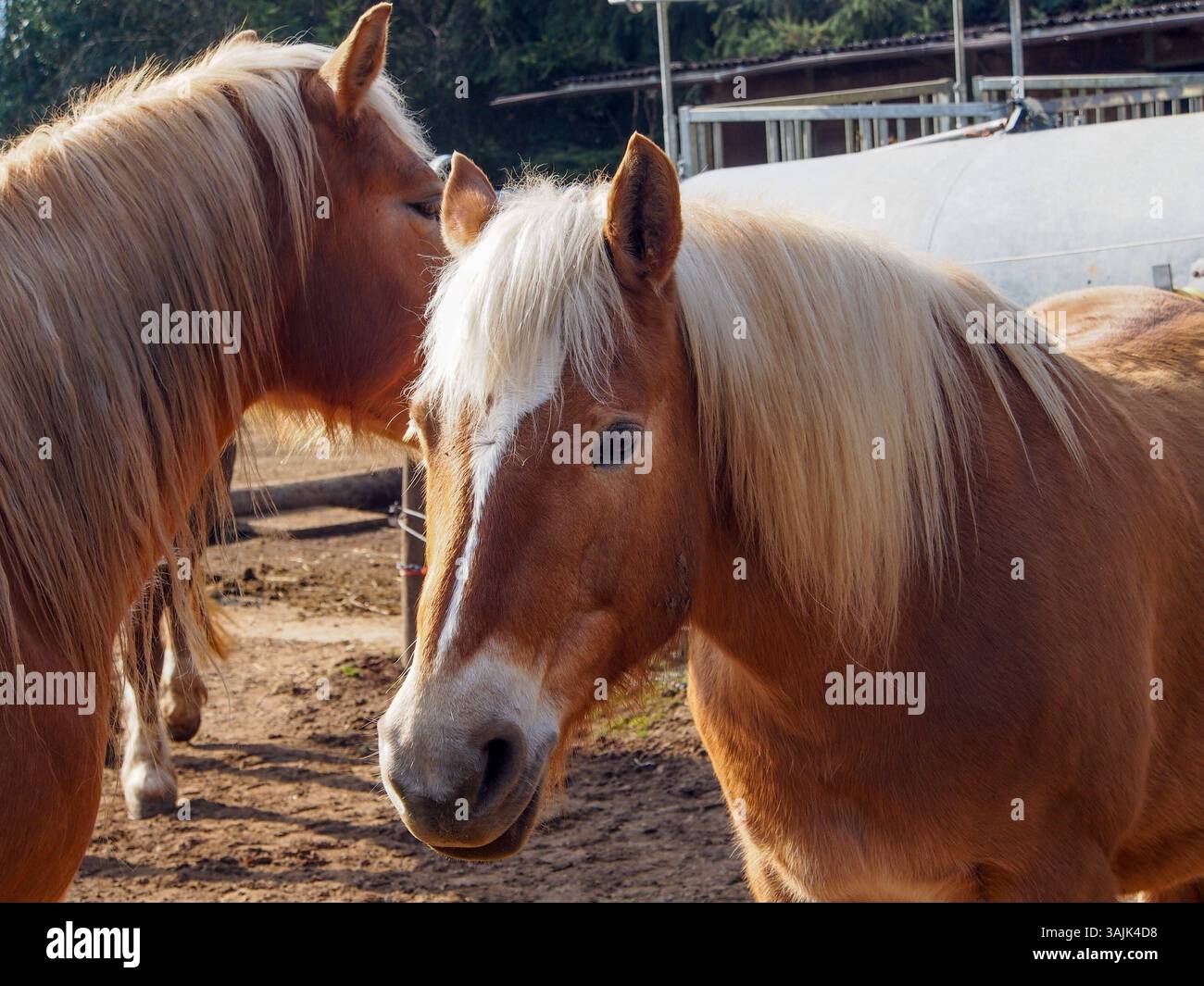 Landwirtschaft, Bauernhof 11.04.2025, LINZ, AUT, Landwirtschaft ...