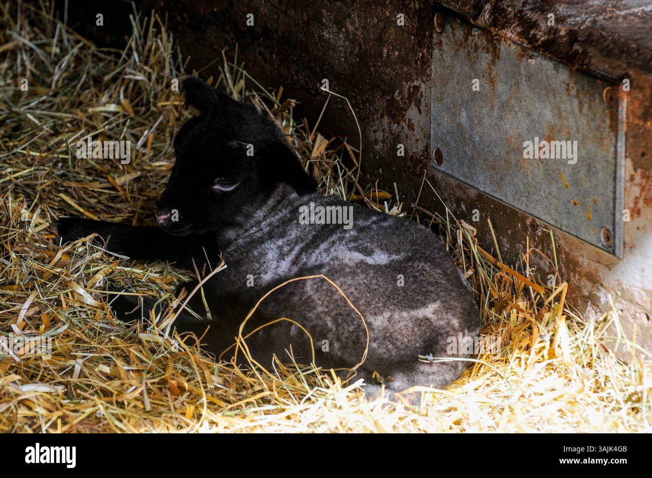 Landwirtschaft, Bauernhof 11.04.2025, LINZ, AUT, Landwirtschaft ...