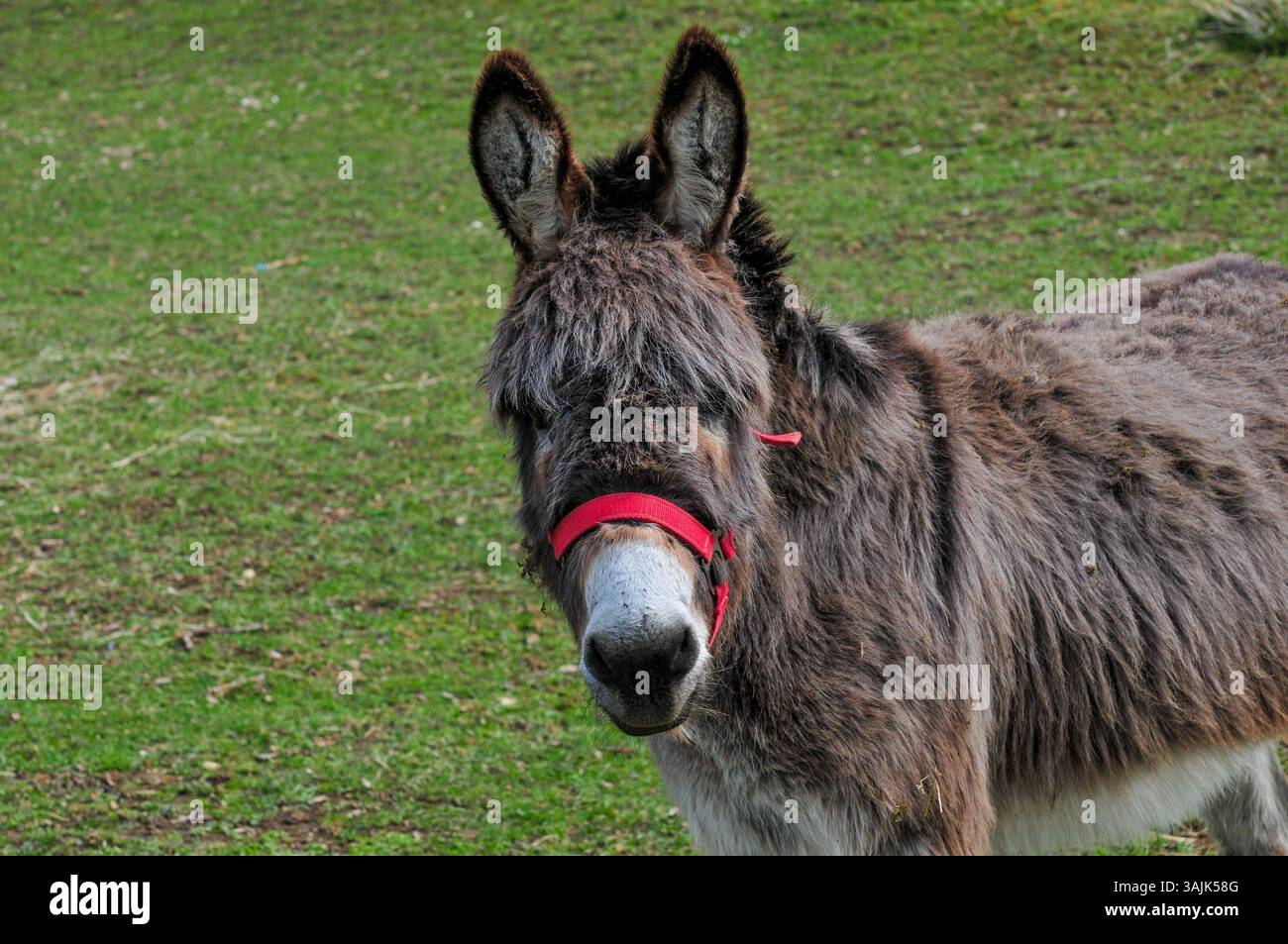 Landwirtschaft, Bauernhof 11.04.2025, LINZ, AUT, Landwirtschaft ...