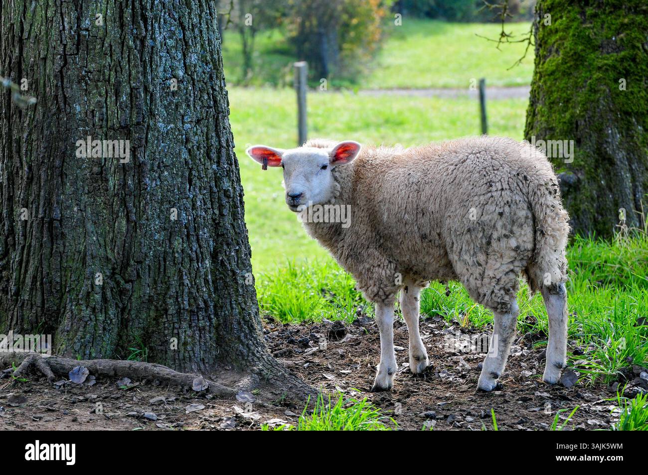 Landwirtschaft, Bauernhof 11.04.2025, LINZ, AUT, Landwirtschaft ...
