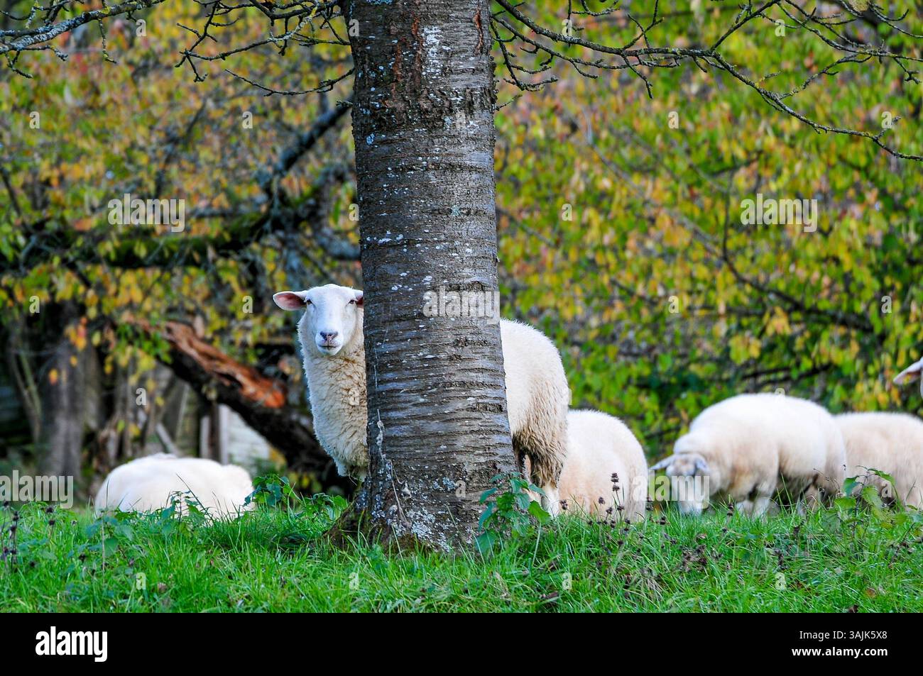 Landwirtschaft, Bauernhof 11.04.2025, LINZ, AUT, Landwirtschaft ...