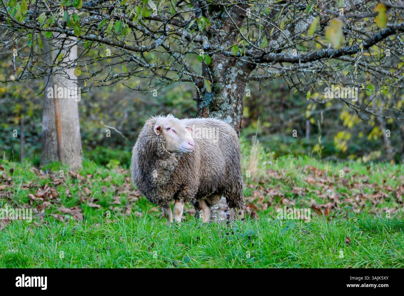 Landwirtschaft, Bauernhof 11.04.2025, LINZ, AUT, Landwirtschaft ...