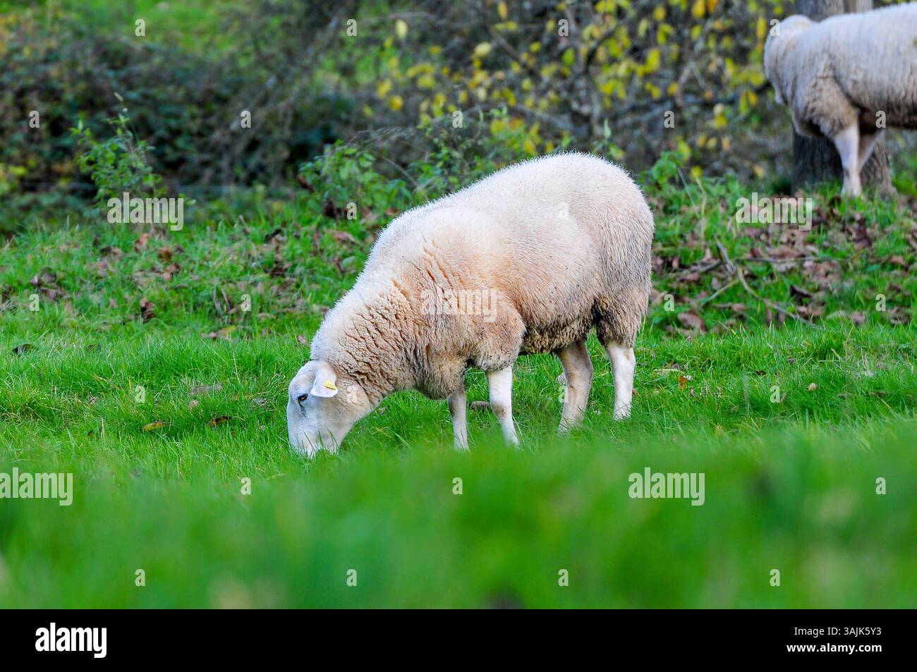 Landwirtschaft, Bauernhof 11.04.2025, LINZ, AUT, Landwirtschaft ...