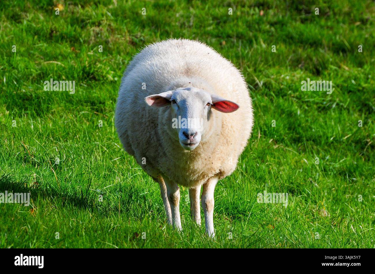 Landwirtschaft, Bauernhof 11.04.2025, LINZ, AUT, Landwirtschaft ...