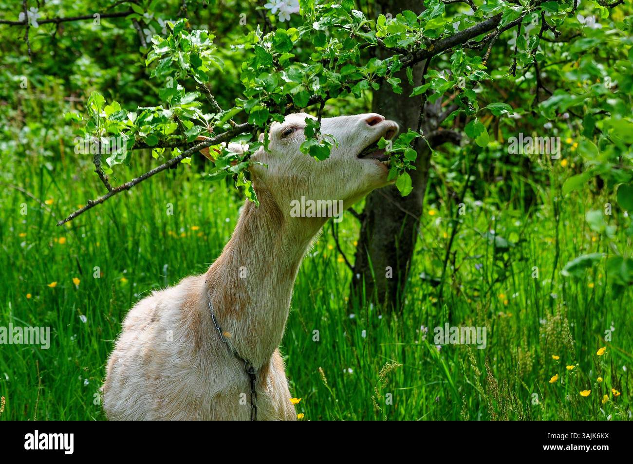 Landwirtschaft, Bauernhof 11.04.2025, LINZ, AUT, Landwirtschaft ...