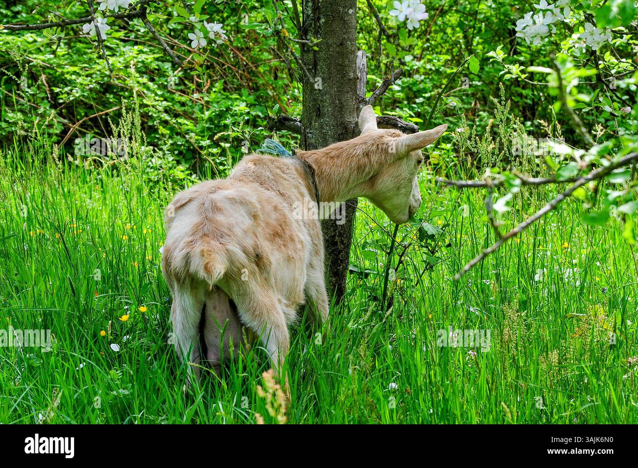 Landwirtschaft, Bauernhof 11.04.2025, LINZ, AUT, Landwirtschaft ...