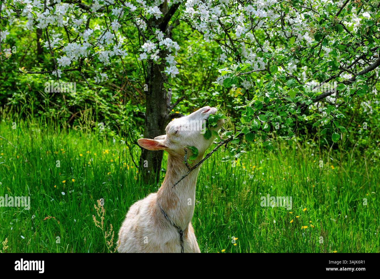 Landwirtschaft, Bauernhof 11.04.2025, LINZ, AUT, Landwirtschaft ...
