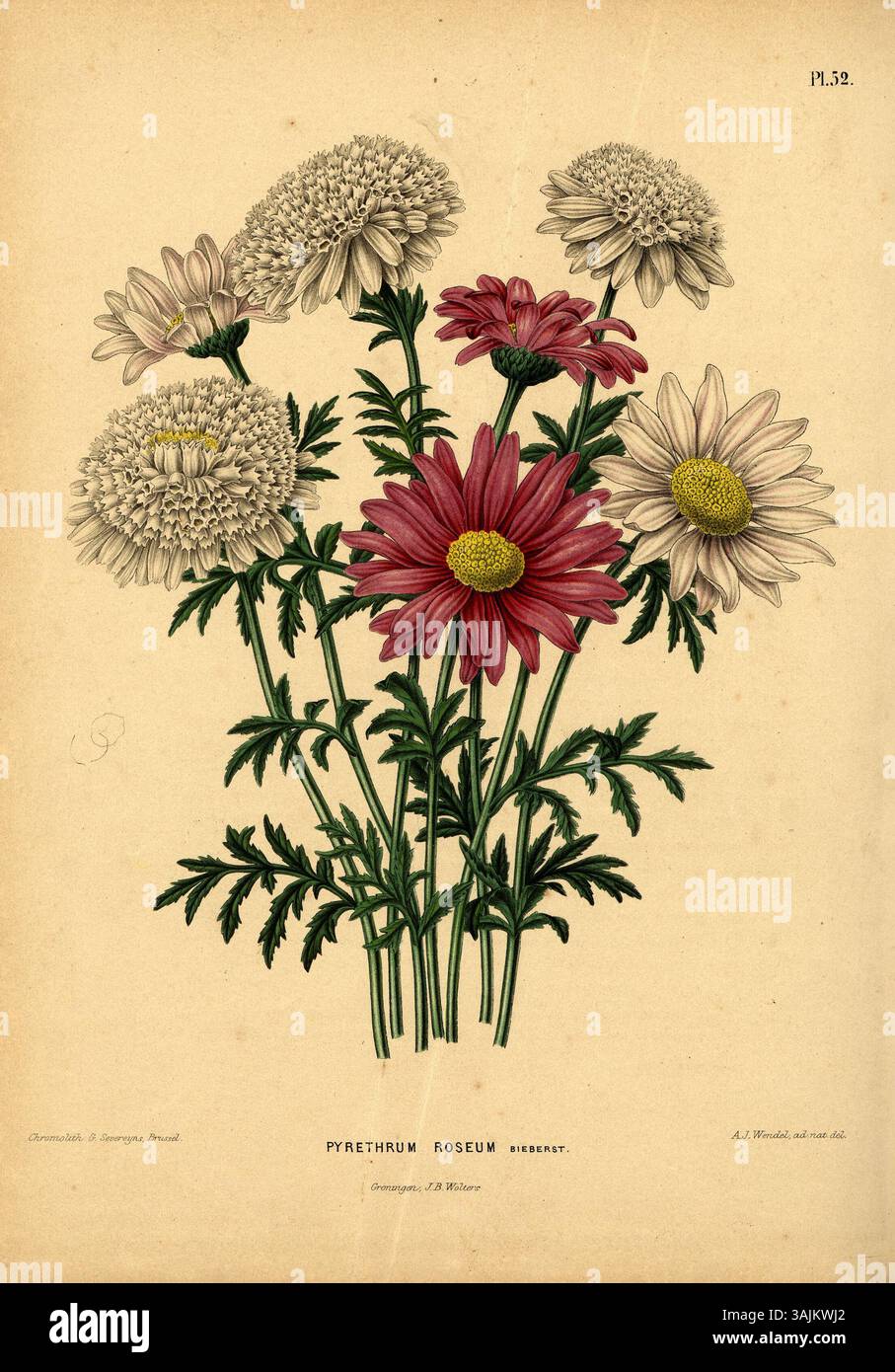 Plate 52 from the Flora series, featuring Pyrethrum roseum, also known ...