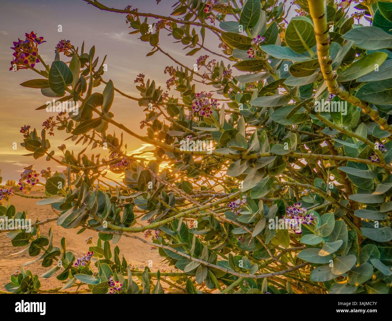 Sand dunes in the United Arab Emirates Stock Photo - Alamy