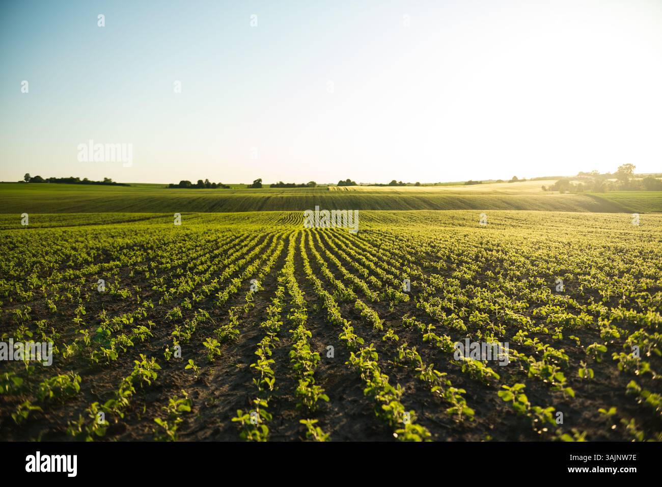 Soy plantation hi-res stock photography and images - Alamy