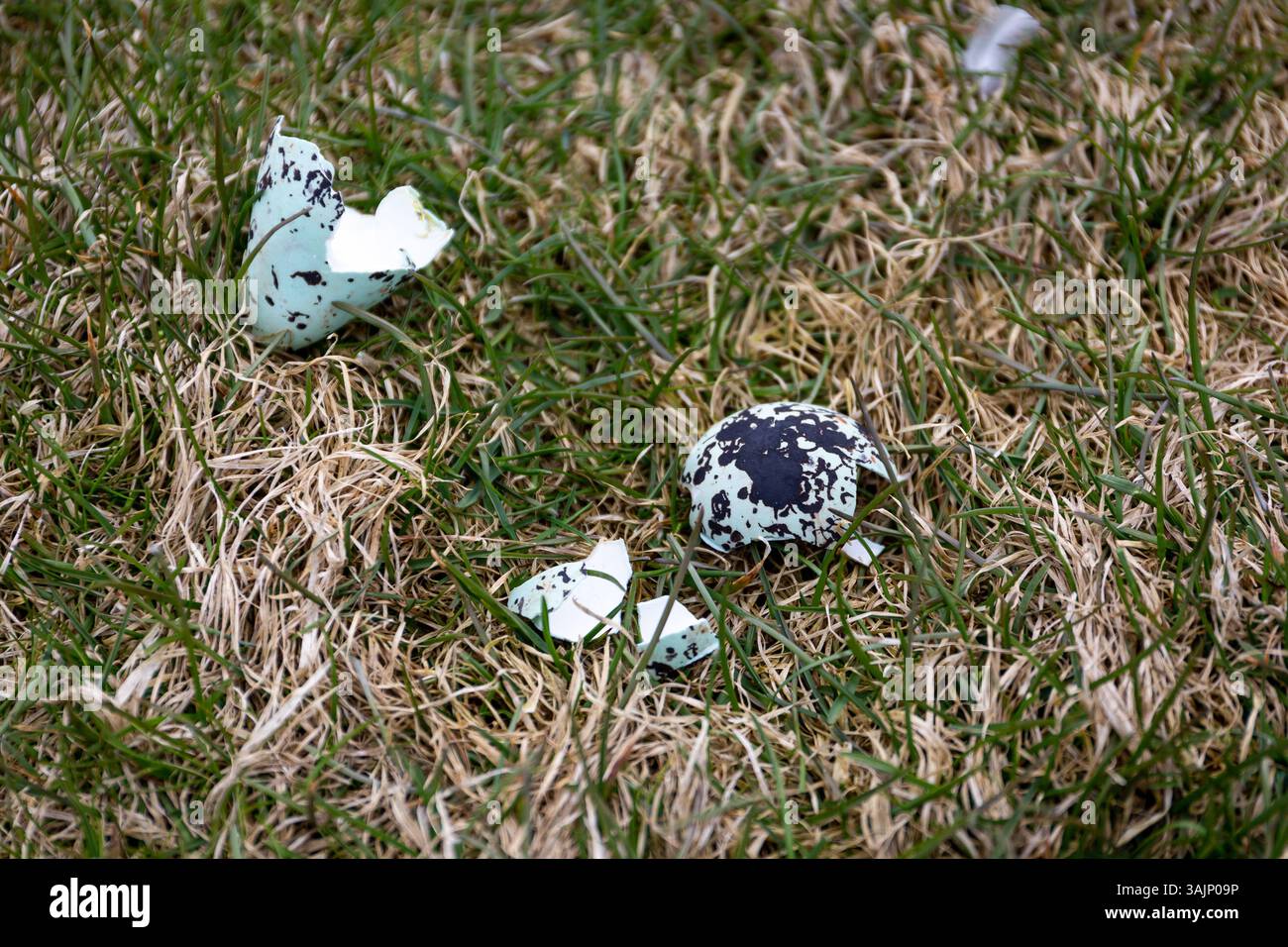 Common Guillemot (Uria aalge) pointed pyriform shape egg lying cracked on grass on Latrabjarg cliffs, Westfjords, Iceland. Stock Photo