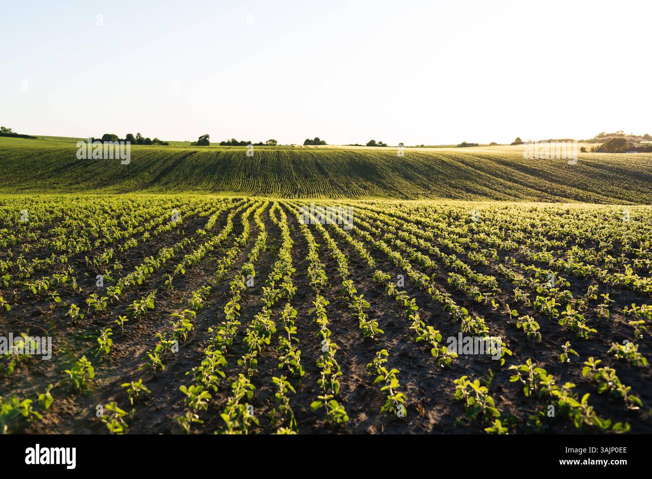 Soybean plant hi-res stock photography and images - Alamy