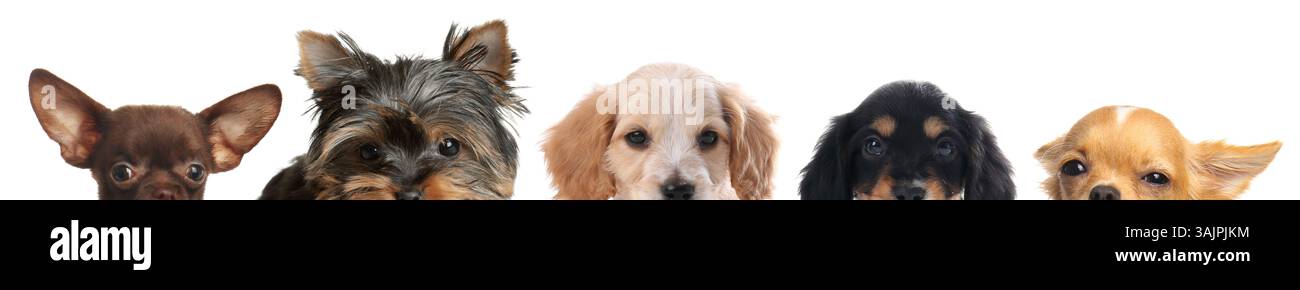 Adorable dogs peeking out against white background Stock Photo - Alamy