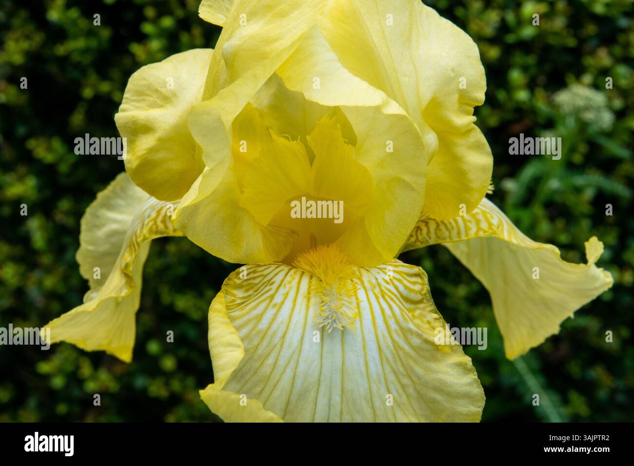 Closeup of a purple bearded iris flower in bright shade. Stock Photo