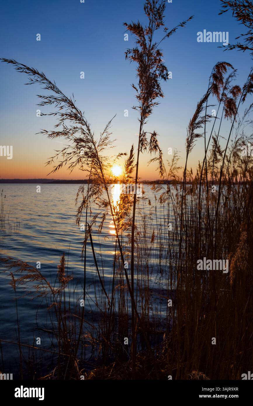 Calm lake water ripples reeds hi-res stock photography and images - Alamy