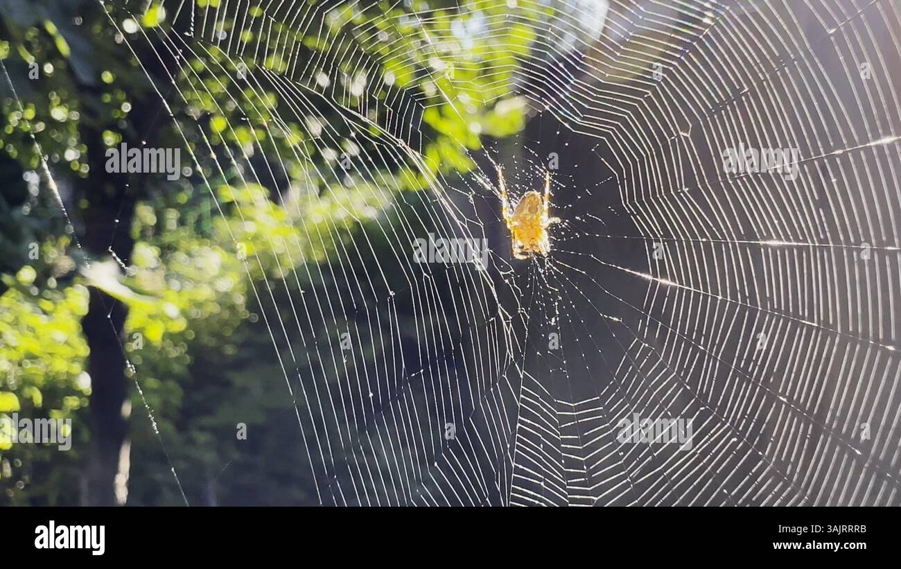 Spiderweb swaying in wind at garden with sunlight at background. Spider ...