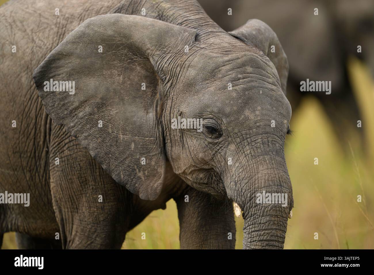 Closeup of an elephant calf walking, Masai Mara, Kenya Stock Photo - Alamy