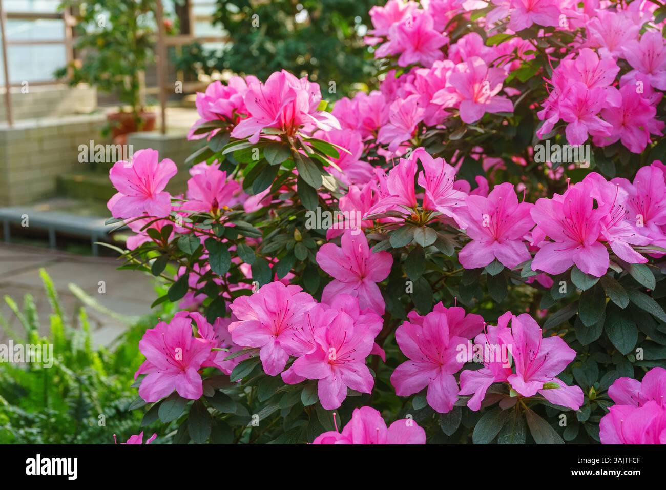 Azalea geisha purple hi-res stock photography and images - Alamy