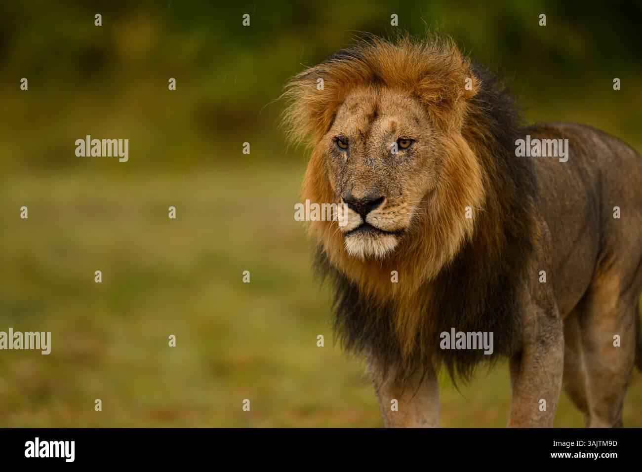 Lions african savannah hi-res stock photography and images - Alamy
