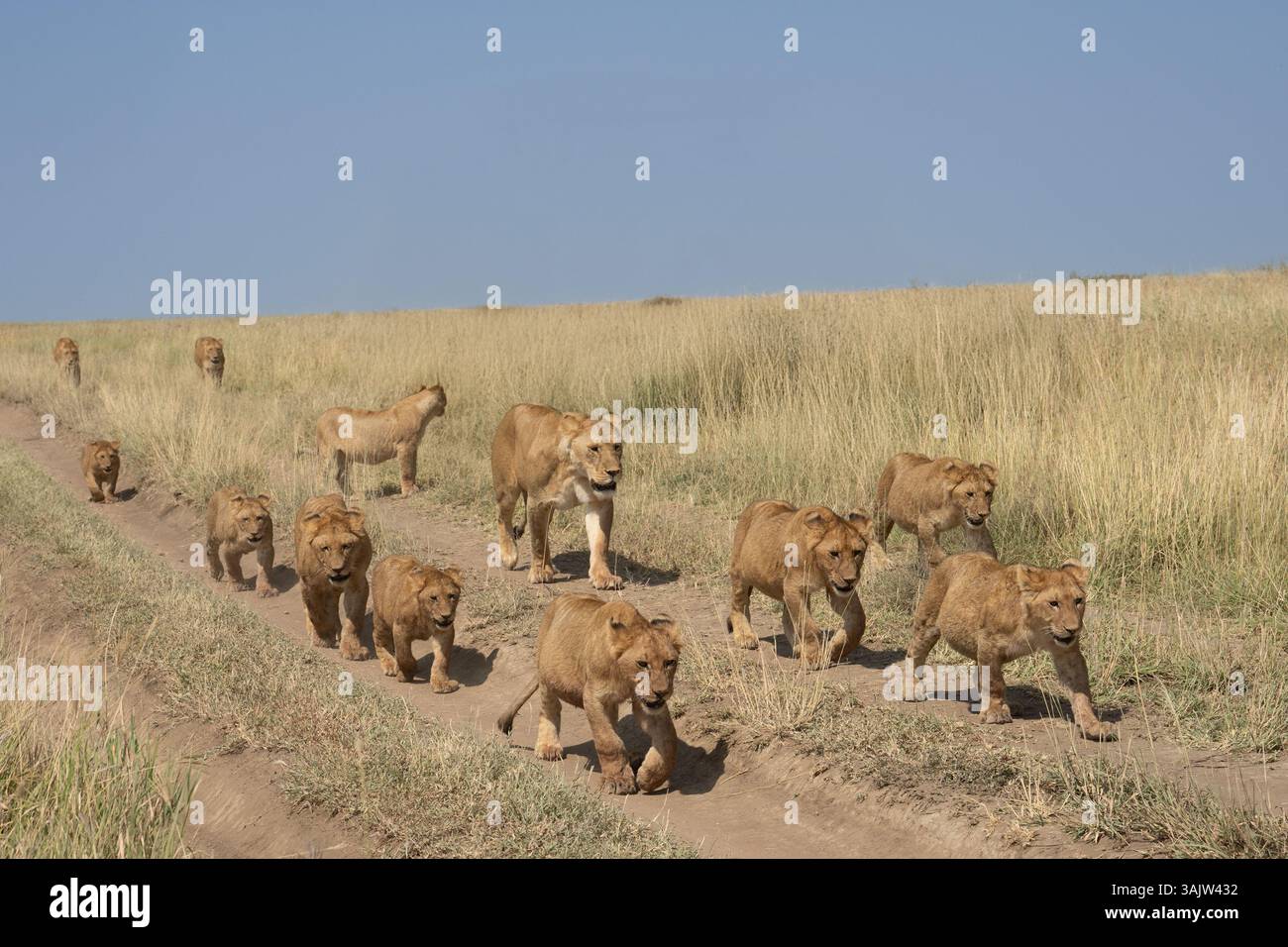 Large pride of lions hi-res stock photography and images - Alamy