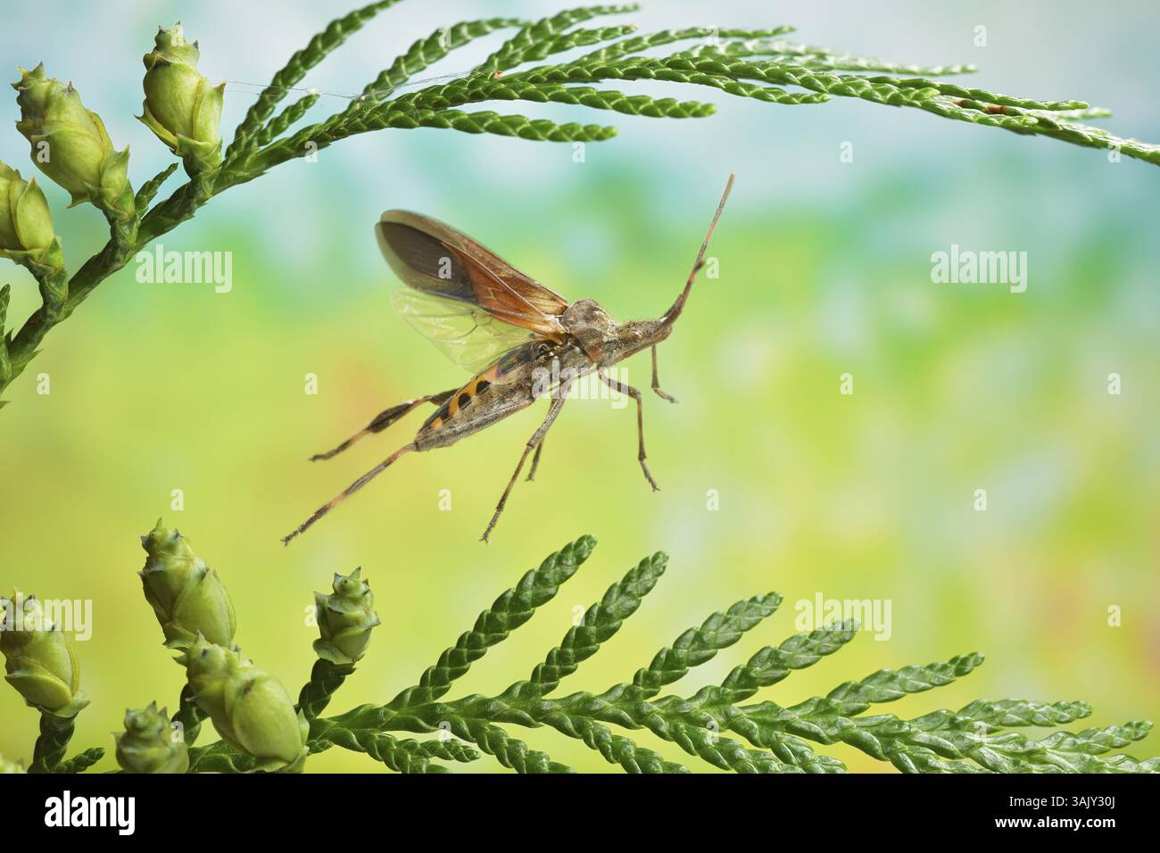 American cone bug (Leptoglossus occidentalis) in flight on the branch ...