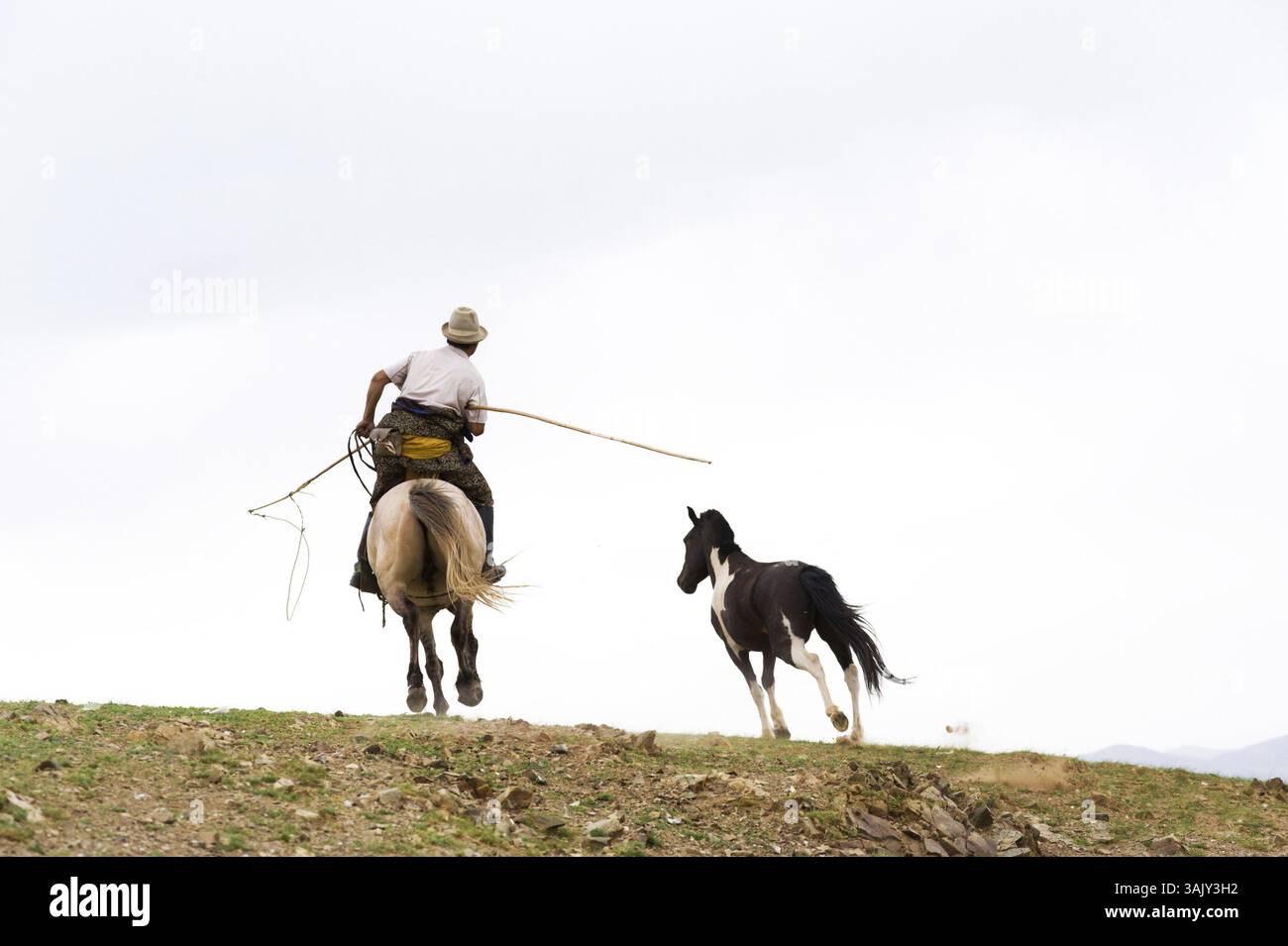 Horse catching with a lasso in Mongolia Stock Photo