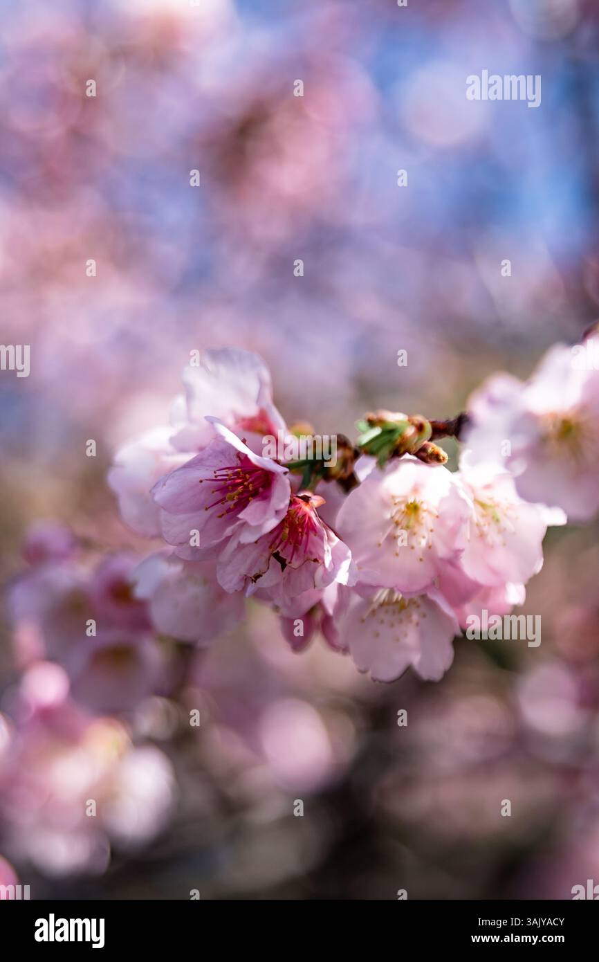 Cherry blossoms in full bloom during spring in Japan Stock Photo - Alamy