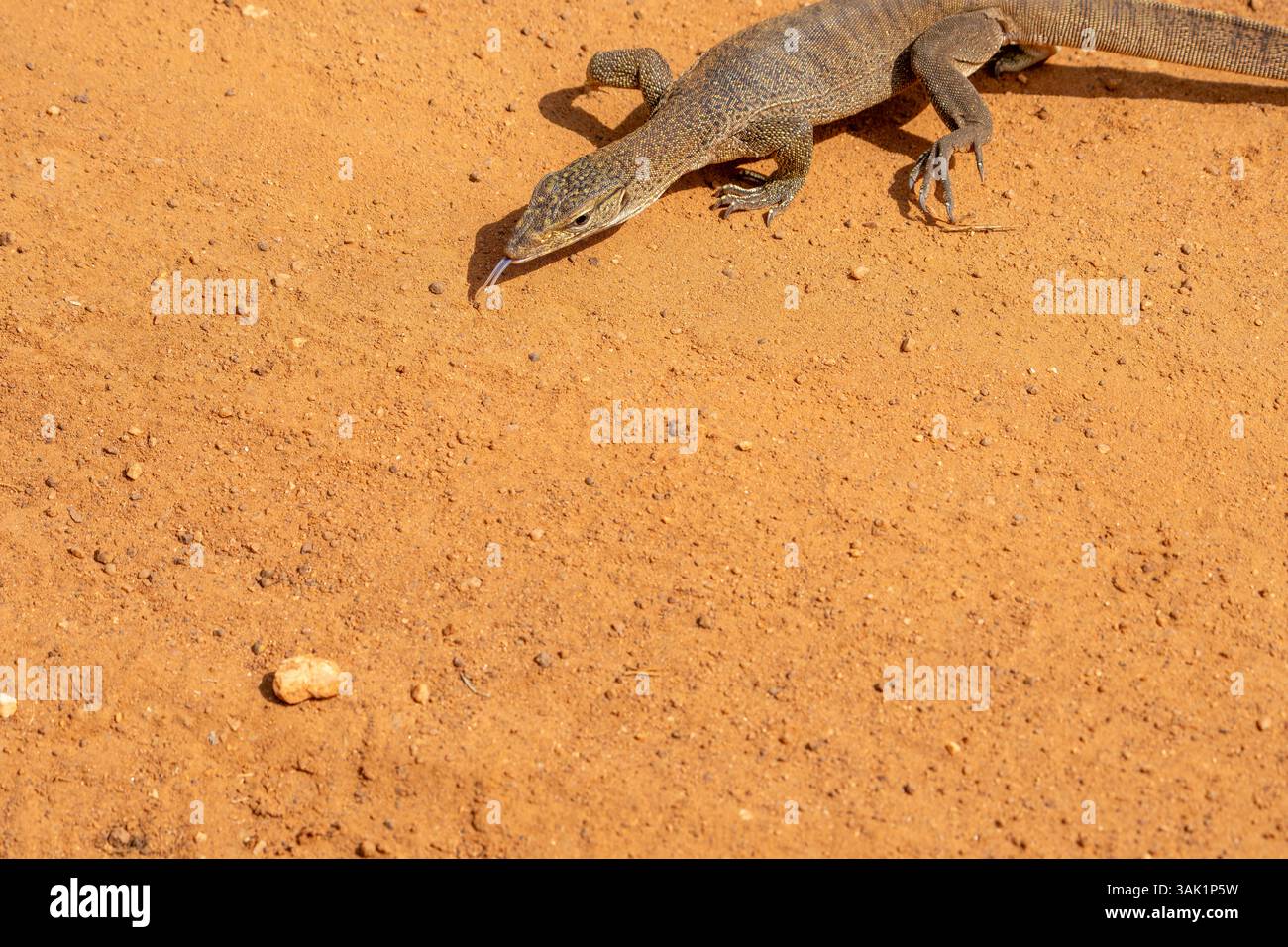 Shadow Lizard Asian water monitor lizard or Varanus salvator casting shadow on red ...